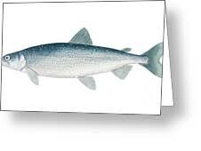 Image result for Coregonus artedi