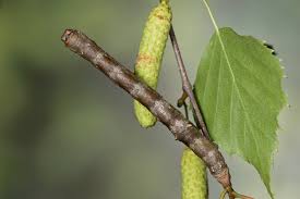 Attēlu rezultāti vaicājumam “Biston strataria”