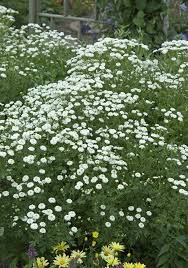 Image result for Tanacetum parthenium