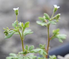 Attēlu rezultāti vaicājumam “Saxifraga tridactylites”