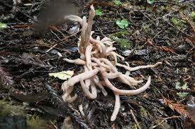 Attēlu rezultāti vaicājumam “Cribraria languescens stalked”