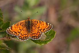 Attēlu rezultāti vaicājumam “Melitaea phoebe underside”