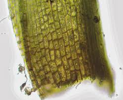 Attēlu rezultāti vaicājumam “Cynodontium strumiferum”