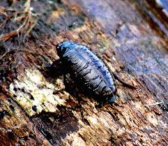 Attēlu rezultāti vaicājumam “Colymbetes paykulli”