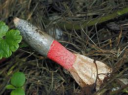 Attēlu rezultāti vaicājumam “Mutinus ravenelii”