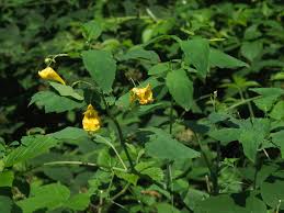 Attēlu rezultāti vaicājumam “Impatiens noli-tangere leaf”