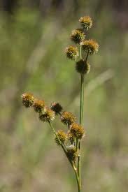 Attēlu rezultāti vaicājumam “Juncus bulbosus fruit”