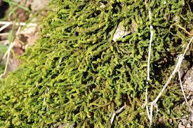 Attēlu rezultāti vaicājumam “Anomodon viticulosus”