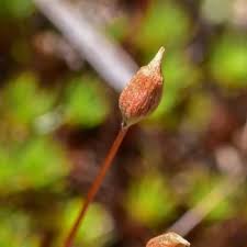 Attēlu rezultāti vaicājumam “Atrichum flavisetum sporophyte”