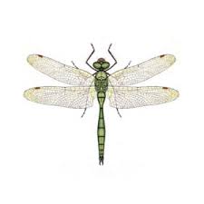 Attēlu rezultāti vaicājumam “Cordulia aenea”