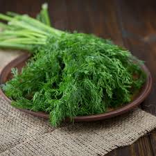 Attēlu rezultāti vaicājumam “Anethum graveolens leaf”