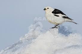 Attēlu rezultāti vaicājumam “Plectrophenax nivalis adult”