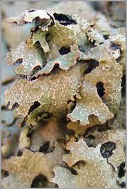 Attēlu rezultāti vaicājumam “Parmelia serrana”