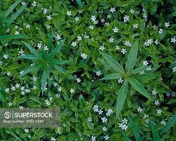 Attēlu rezultāti vaicājumam “Moehringia lateriflora flower”