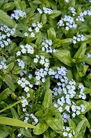 Attēlu rezultāti vaicājumam “Myosotis”