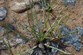 Attēlu rezultāti vaicājumam “Plantago uniflora”