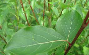 Attēlu rezultāti vaicājumam “Populus simonii”