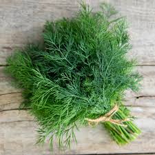 Attēlu rezultāti vaicājumam “Anethum graveolens leaf”