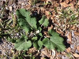 Attēlu rezultāti vaicājumam “Arctium lappa leaf”
