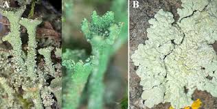 Attēlu rezultāti vaicājumam “Cladonia ramulosa”