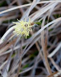 Attēlu rezultāti vaicājumam “Carex caryophyllea flower”