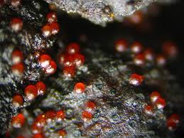 Attēlu rezultāti vaicājumam “Nectria episphaeria”