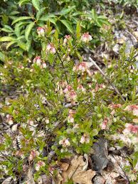 Attēlu rezultāti vaicājumam “Vaccinium angustifolium”