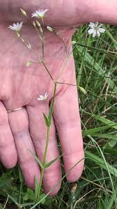 Attēlu rezultāti vaicājumam “Stellaria graminea flower”