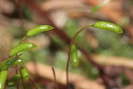 Attēlu rezultāti vaicājumam “Herzogiella seligeri”