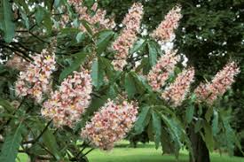 Attēlu rezultāti vaicājumam “Aesculus x neglecta flower”