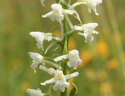 Attēlu rezultāti vaicājumam “Gymnadenia conopsea bud”