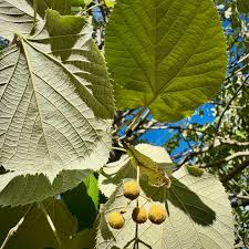 Attēlu rezultāti vaicājumam “Tilia tomentosa leaf”