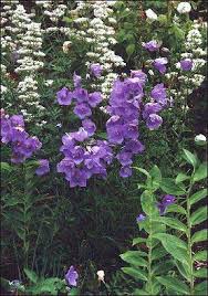 Attēlu rezultāti vaicājumam “Campanula persicifolia leaf”