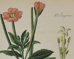 Attēlu rezultāti vaicājumam “Callitriche verna flower”