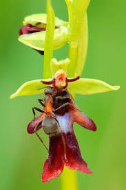 Attēlu rezultāti vaicājumam “Ophrys insectifera flower”