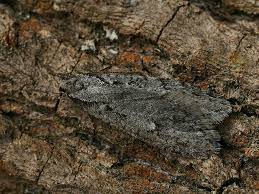 Attēlu rezultāti vaicājumam “Semioscopis avellanella”