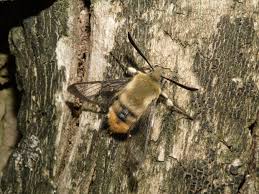 Attēlu rezultāti vaicājumam “Hemaris tityus”