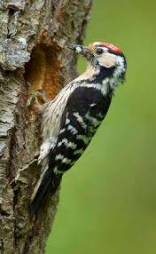 Attēlu rezultāti vaicājumam “Dendrocopos minor male”