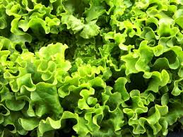 Image result for Kopfsalat