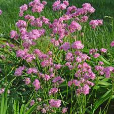 Image result for Lychnis flos-cuculi