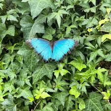 Attēlu rezultāti vaicājumam “Nymphalidae”