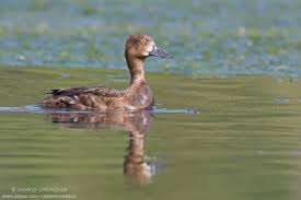 Attēlu rezultāti vaicājumam “Aythya fuligula female”