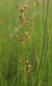 Attēlu rezultāti vaicājumam “Juncus alpinoarticulatus”