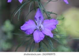 Image result for Consolida ajacis oder Consolida regalis