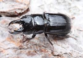 Attēlu rezultāti vaicājumam “Ceruchus chrysomelinus”