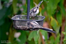Attēlu rezultāti vaicājumam “Aegithalos caudatus adult”