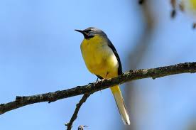 Attēlu rezultāti vaicājumam “Motacilla cinerea”