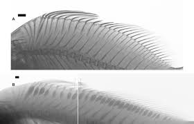 Image result for Pogonias cromis