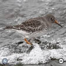 Attēlu rezultāti vaicājumam “Calidris maritima adult”