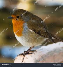 Attēlu rezultāti vaicājumam “Erithacus rubecula”